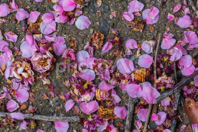 散った梅の花びら 花びら,梅,ピンクの写真素材