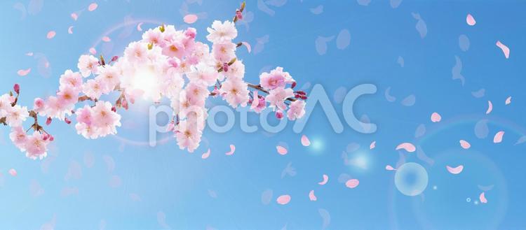 ピンクの桜と青い空　バナー素材 桜,花,春の写真素材