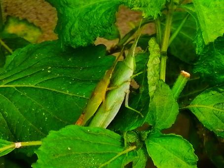 Perilla leaves and grasshoppers, JPG