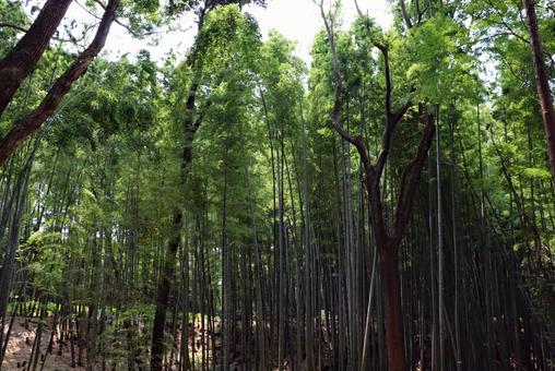 夏の竹林の写真