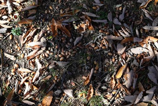 どんぐりの写真