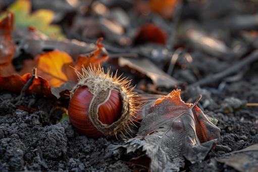 秋の始まりを告げる栗と落ち葉の写真
