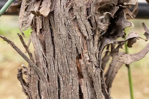 樹木のアップ 樹木,植物,材料の写真素材