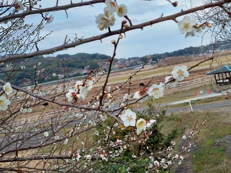 梅の花 梅の花の写真