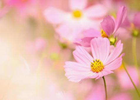 コスモス46 コスモス,秋桜,秋イメージの写真素材