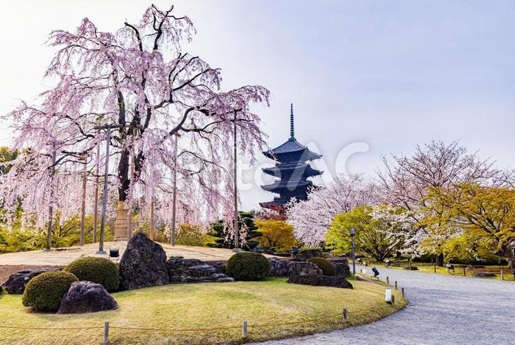 京都府　東寺の五重塔と桜のある風景 東寺,桜,五重塔の写真素材