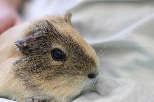 A guinea pig 2 who is hugged, simple composition, pet sheets, it is, JPG