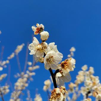 白梅 梅,梅林,ウメの写真素材