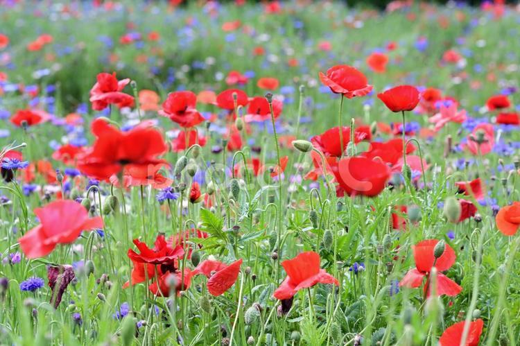 可憐な花畑（栃木壬生） 花,花畑,ポピ－の写真素材