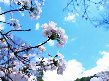 青空と桜の花弁の写真