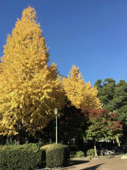 銀杏 銀杏の写真