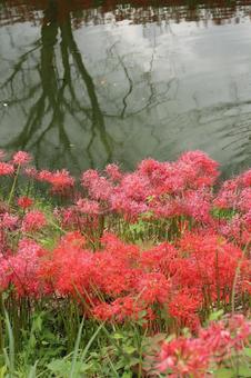 彼岸花と逆さに写る対岸の桜の木 彼岸花と逆さに写る対岸の桜の木の写真