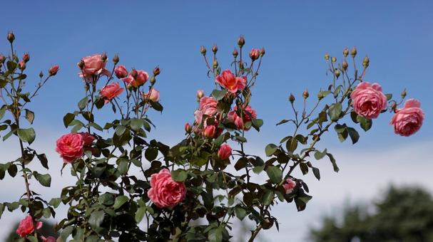 【花の写真】ばらの花 rose,植物,園芸の写真素材