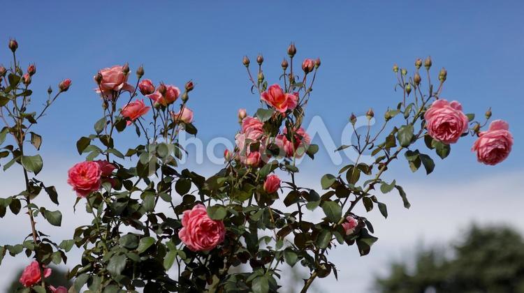 【花の写真】ばらの花 rose,植物,園芸の写真素材