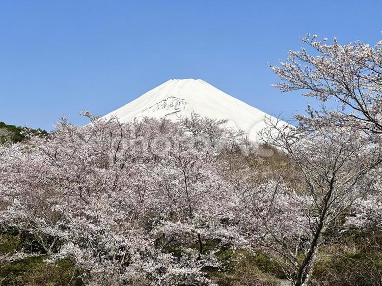 桜越しに見る富士山 富士山,桜,自然の写真素材