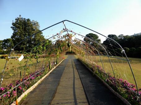 大船フラワーセンター・つる植物の展示 骨組み,トンネル,道の写真素材