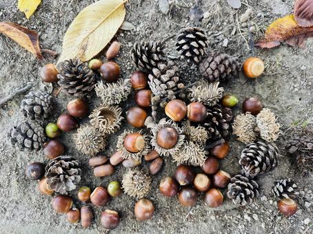 秋 秋 テクスチャ,秋,どんぐりの写真素材