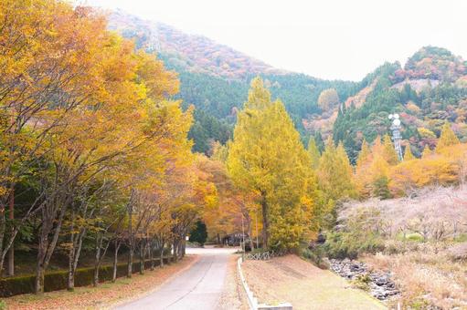 紅葉のさとやま すすき,秋,高原の写真素材