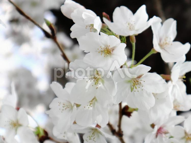 春のイメージ　桜　ソメイヨシノ　アップ 卒業,入学,入園の写真素材