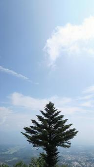 空と木 空と木の写真