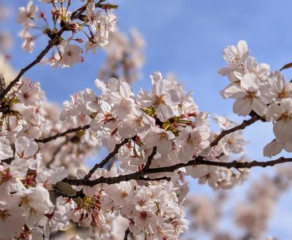 ふと見上げたら、青空に桜が映えてた ふと見上げたら、青空に桜が映えてた さくら,サクラ,春の写真素材