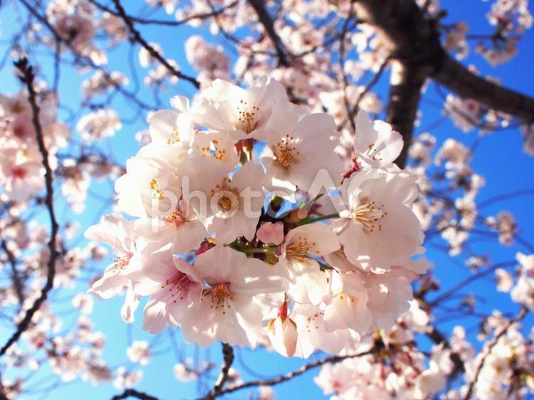 満開のソメイヨシノのアップ 桜,さくら,ソメイヨシノの写真素材