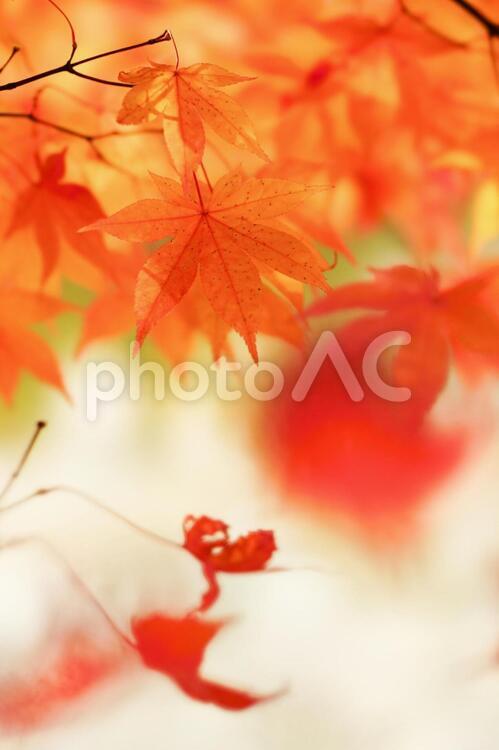 紅葉 紅葉,もみじ,風景の写真素材