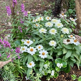 花★白いジニア ジニア,白,フラワーの写真素材