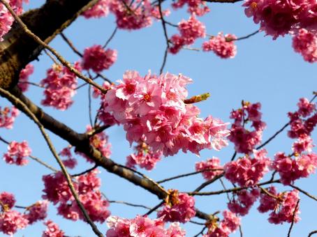 郊外の農地に咲くカンヒザクラ 郊外の農地に咲くカンヒザクラ カンヒザクラ,桜,花の写真素材