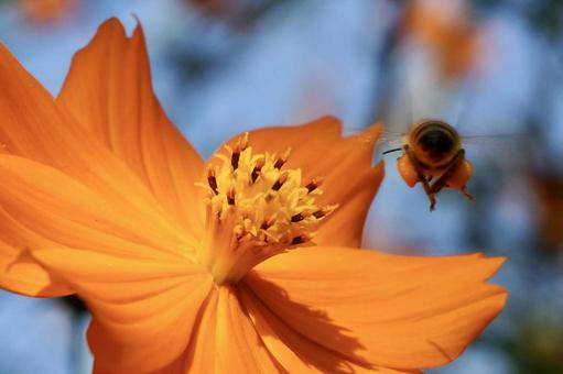 花とミツバチ 251 花とミツバチ 251の写真
