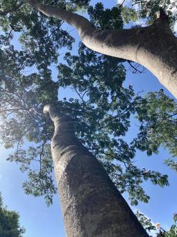 樹木 樹木の写真