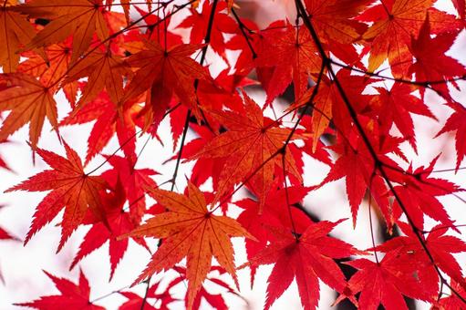 秋晴れの紅葉 紅葉,赤い葉,秋の葉の写真素材