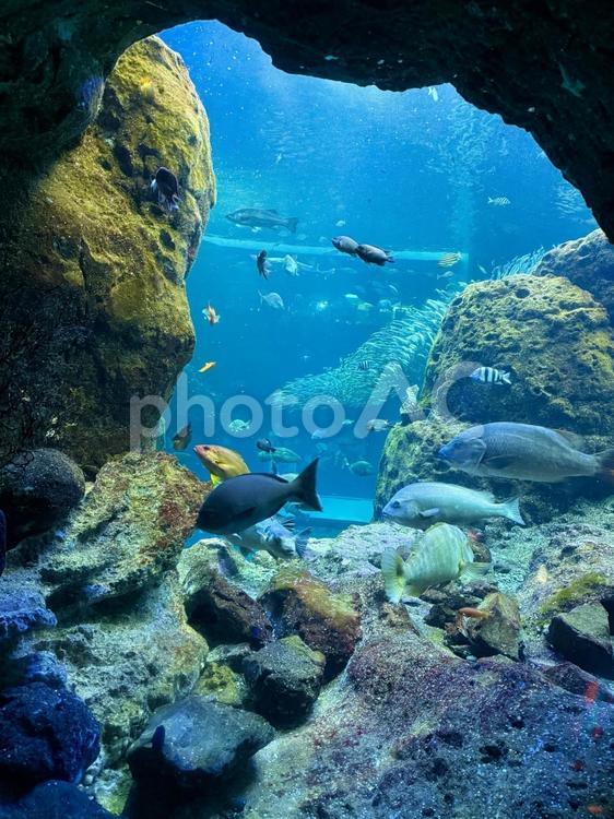 水族館のお魚たち 魚,水族館,さかなの写真素材