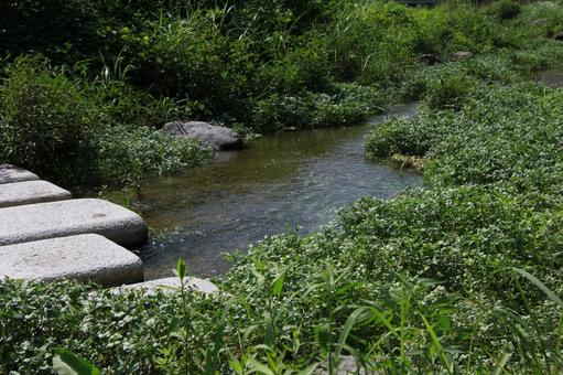 小川 自然,小川,クレソンの写真素材