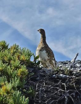 蓮華岳の雷鳥 蓮華岳の雷鳥の写真