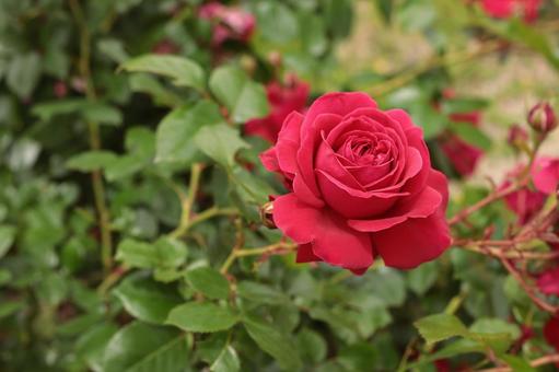 バラ園に咲く赤い薔薇を撮った写真です バラ園に咲く赤い薔薇を撮った写真ですの写真