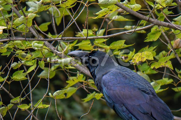木の上のカラス 野鳥,野鳥観察,バードウォッチングの写真素材