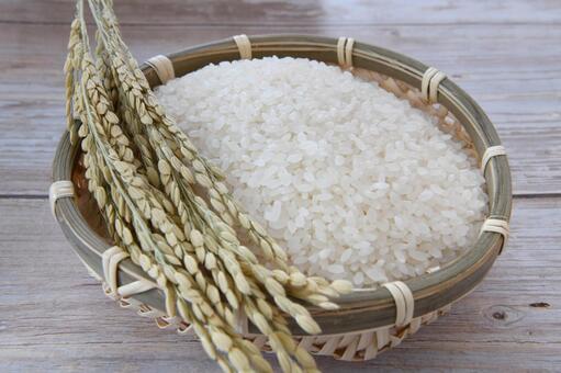 お米　収穫の秋　イメージ 新米,米,秋の写真素材