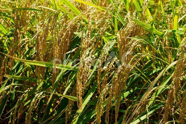 実りの秋⑶ 稲,米,植物の写真素材