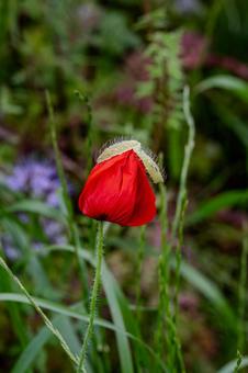 こうのす花まつり2025年 こうのす花まつり2025年 こうのす花まつり,ポピー,花の写真素材
