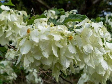 コンロンカは黄色い星型のお花 コンロンカは黄色い星型のお花 コンロンカ,お花,白の写真素材