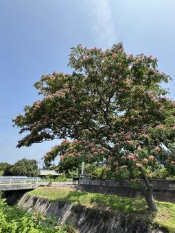 Early summer alder tree, JPG Early summer alder tree, JPG