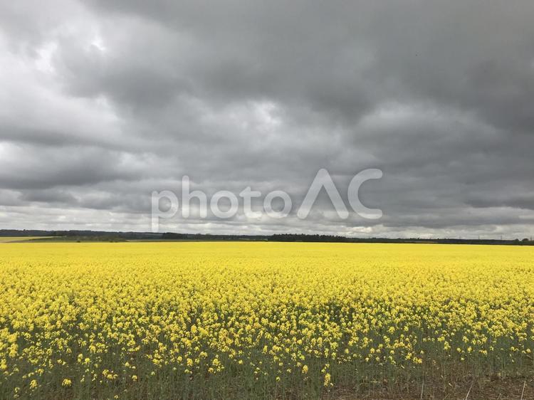 曇りの中の黄色 菜の花,お花畑,曇りの写真素材