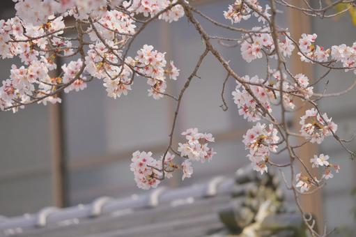 桜 桜の写真