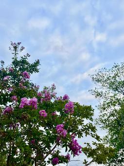 秋空とピンクの花が咲いた木 空,花,木の写真素材
