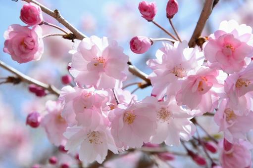 満開の桜と青空 桜,さくら,サクラの写真素材