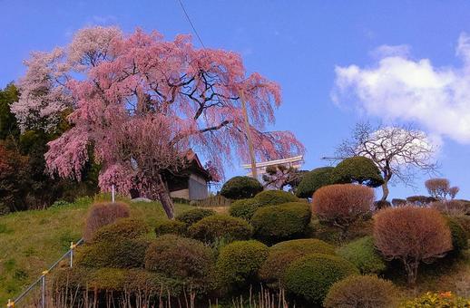 福島の春 花,桜,風景の写真素材