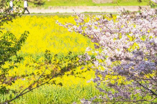 桜の花と菜の花畑 桜の花と菜の花畑 春,桜,菜の花の写真素材