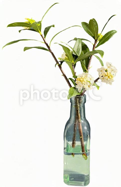 沈丁花2　切抜き 沈丁花,花,生花の写真素材