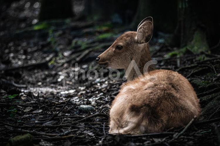 奈良-【奈良公園（飛火野）の鹿】 奈良,生き物,鹿の写真素材